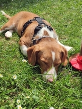 MONA, Hund, Mischlingshund in Hürth - Bild 13