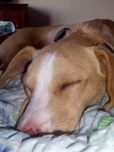 MONA, Hund, Mischlingshund in Hürth - Bild 14