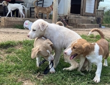 MONA, Hund, Mischlingshund in Hürth - Bild 2