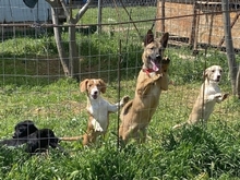 MONA, Hund, Mischlingshund in Hürth - Bild 3