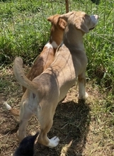 MONA, Hund, Mischlingshund in Hürth - Bild 4