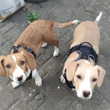 MONA, Hund, Mischlingshund in Hürth - Bild 6