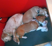 MONA, Hund, Mischlingshund in Hürth - Bild 7