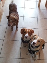 MONA, Hund, Mischlingshund in Hürth - Bild 8