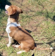 MONA, Hund, Mischlingshund in Hürth - Bild 9