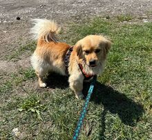 STEFAN, Hund, Mischlingshund in Kroatien - Bild 3