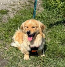 STEFAN, Hund, Mischlingshund in Kroatien - Bild 4
