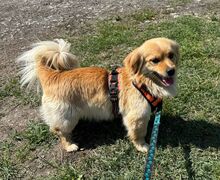 STEFAN, Hund, Mischlingshund in Kroatien - Bild 5