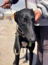 DUERO, Hund, Galgo Español in Spanien - Bild 1