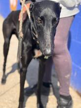 DUERO, Hund, Galgo Español in Spanien - Bild 2