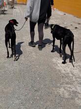 DUERO, Hund, Galgo Español in Spanien - Bild 3