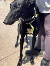 DUERO, Hund, Galgo Español in Spanien - Bild 4