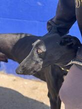 DUERO, Hund, Galgo Español in Spanien - Bild 5