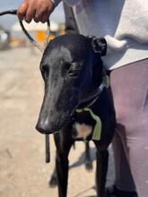 DUERO, Hund, Galgo Español in Spanien - Bild 6