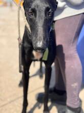 DUERO, Hund, Galgo Español in Spanien - Bild 7