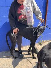 DUERO, Hund, Galgo Español in Spanien - Bild 8