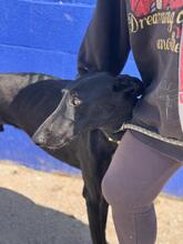 DUERO, Hund, Galgo Español in Spanien - Bild 9