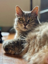 LUCIA, Katze, Europäisch Kurzhaar in Zypern - Bild 1