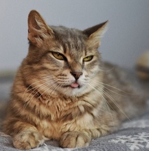 LUCIA, Katze, Europäisch Kurzhaar in Zypern - Bild 3
