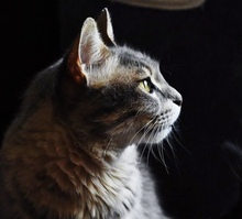 LUCIA, Katze, Europäisch Kurzhaar in Zypern - Bild 4