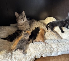 LUCIA, Katze, Europäisch Kurzhaar in Zypern - Bild 5