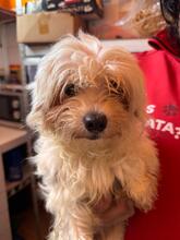 SHAKIRA, Hund, Bichon à poil frisé in Spanien - Bild 1