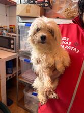 SHAKIRA, Hund, Bichon à poil frisé in Spanien - Bild 2