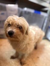 SHAKIRA, Hund, Bichon à poil frisé in Spanien - Bild 3