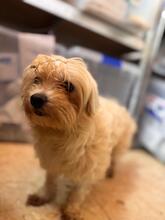 SHAKIRA, Hund, Bichon à poil frisé in Spanien - Bild 5