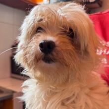 SHAKIRA, Hund, Bichon à poil frisé in Spanien - Bild 6