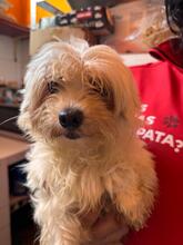 SHAKIRA, Hund, Bichon à poil frisé in Spanien - Bild 8