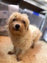 SHAKIRA, Hund, Bichon à poil frisé in Spanien - Bild 9