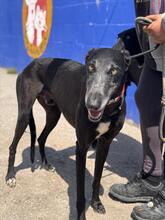 ESCOGIO, Hund, Galgo Español in Spanien - Bild 1