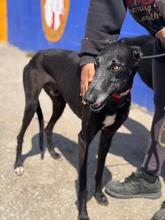 ESCOGIO, Hund, Galgo Español in Spanien - Bild 2