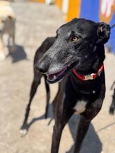 ESCOGIO, Hund, Galgo Español in Spanien - Bild 3