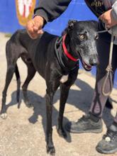 ESCOGIO, Hund, Galgo Español in Spanien - Bild 4