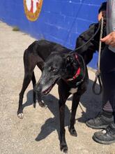 ESCOGIO, Hund, Galgo Español in Spanien - Bild 5