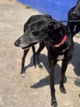 ESCOGIO, Hund, Galgo Español in Spanien - Bild 6