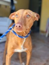 GALLITO, Hund, Podenco in Spanien - Bild 1