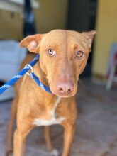 GALLITO, Hund, Podenco in Spanien - Bild 2