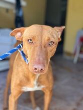 GALLITO, Hund, Podenco in Spanien - Bild 3