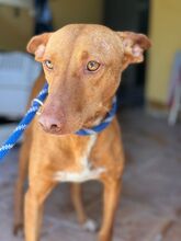 GALLITO, Hund, Podenco in Spanien - Bild 4