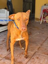 GALLITO, Hund, Podenco in Spanien - Bild 5