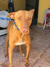 GALLITO, Hund, Podenco in Spanien - Bild 6
