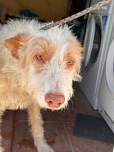 PIRATA, Hund, Podenco in Spanien - Bild 1