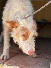 PIRATA, Hund, Podenco in Spanien - Bild 2