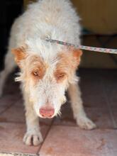 PIRATA, Hund, Podenco in Spanien - Bild 4