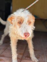 PIRATA, Hund, Podenco in Spanien - Bild 5