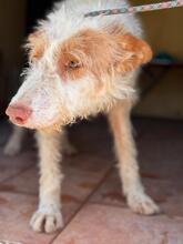 PIRATA, Hund, Podenco in Spanien - Bild 6
