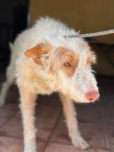 PIRATA, Hund, Podenco in Spanien - Bild 7